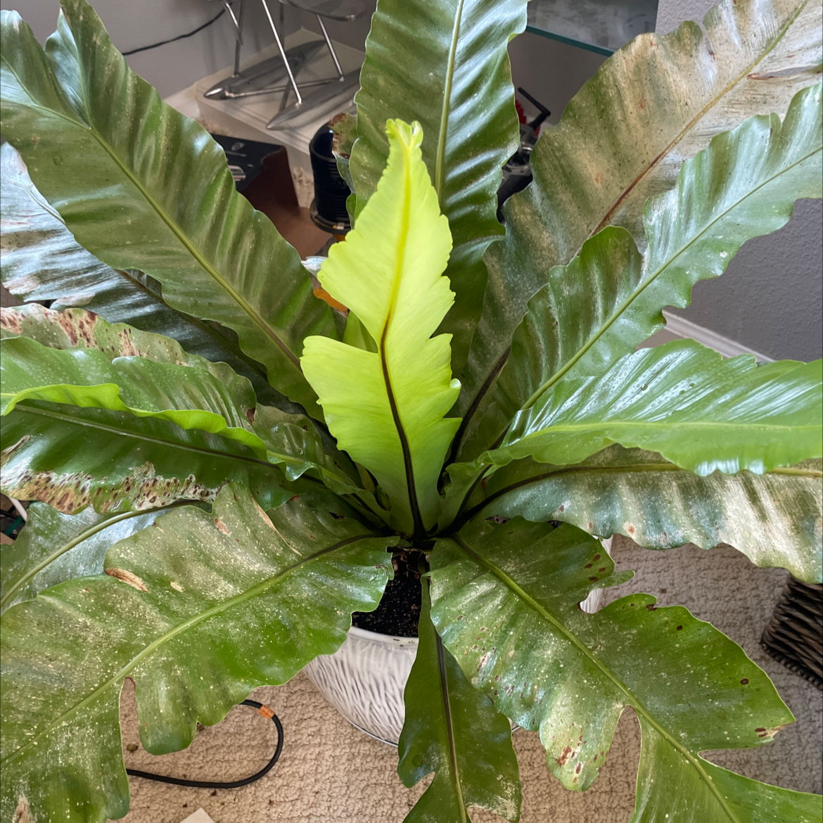 Bird's Nest Fern plant photo by @PlaneGuy named Birds Nest on Greg, the plant care app.