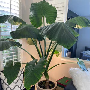 Giant Taro plant photo by @PlaneGuy named Elephant on Greg, the plant care app.
