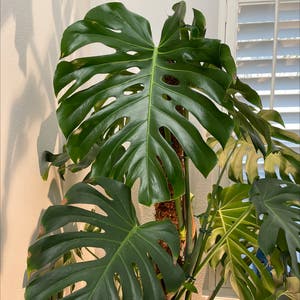 Monstera plant photo by Planeguy named Monstera L on Greg, the plant care app.