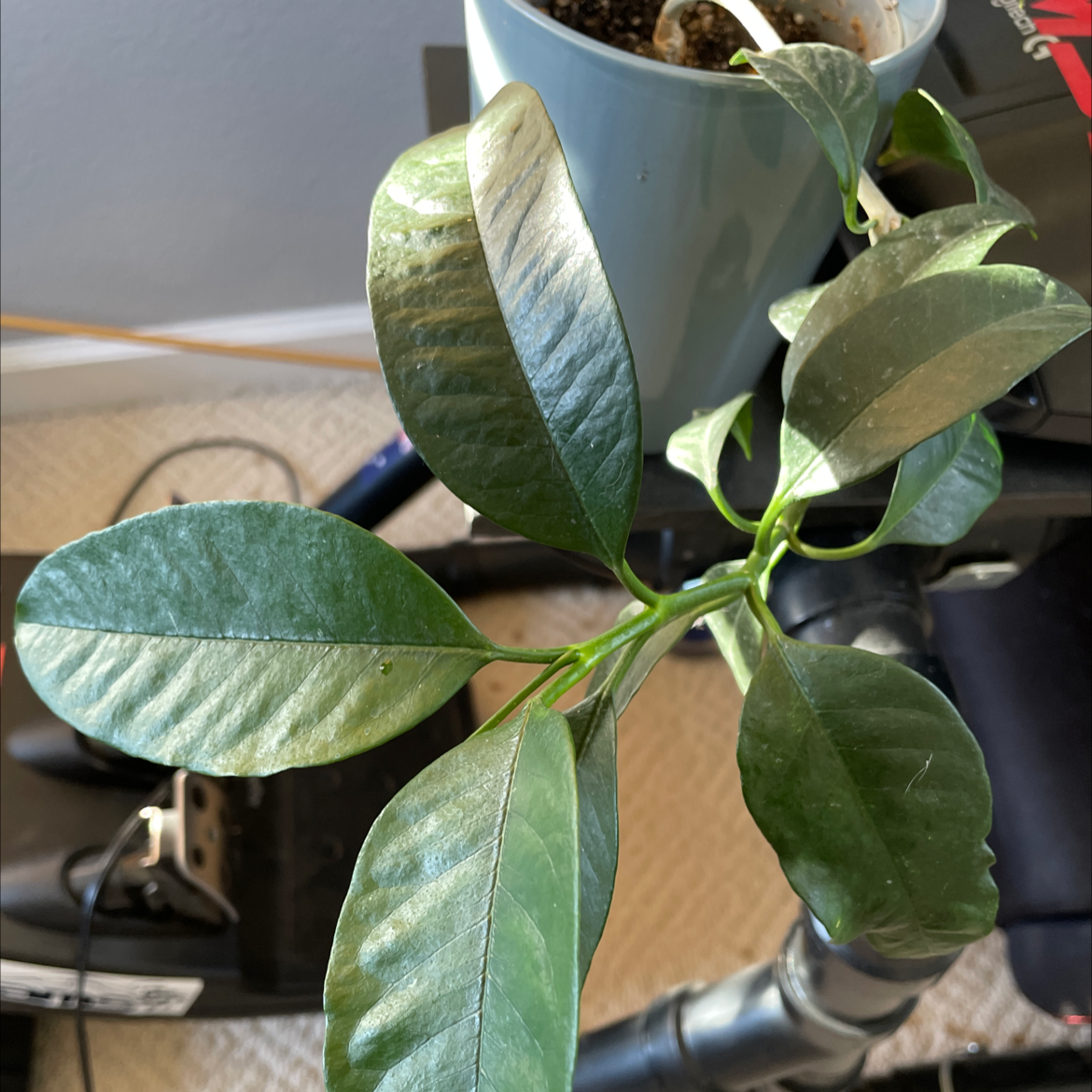 Shooting Stars Wax Plant with glossy green leaves in a pot with visible soil.
