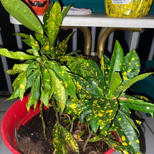 Codiaeum Variegatum plant photo by @FabWinika named Yellow spots on Greg, the plant care app.