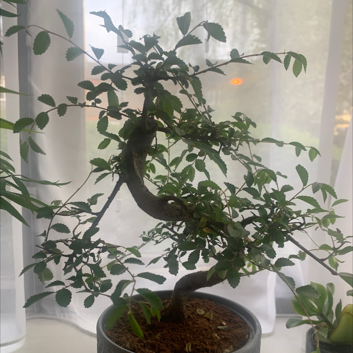Healthy Chinese elm bonsai tree with twisted trunk and dense green foliage in a ceramic pot.