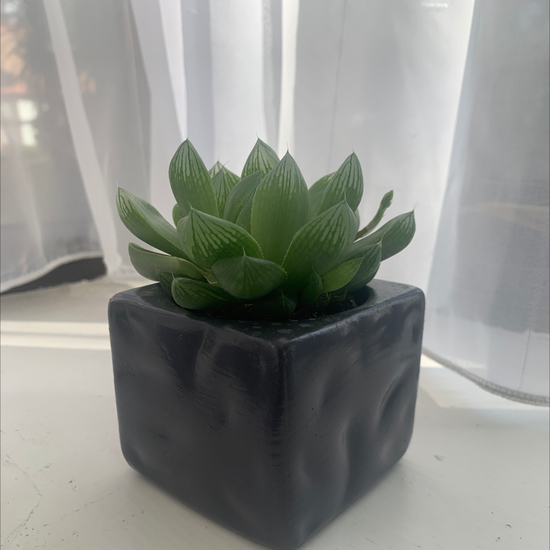 Haworthia cooperi plant in a black square pot with vibrant green leaves.