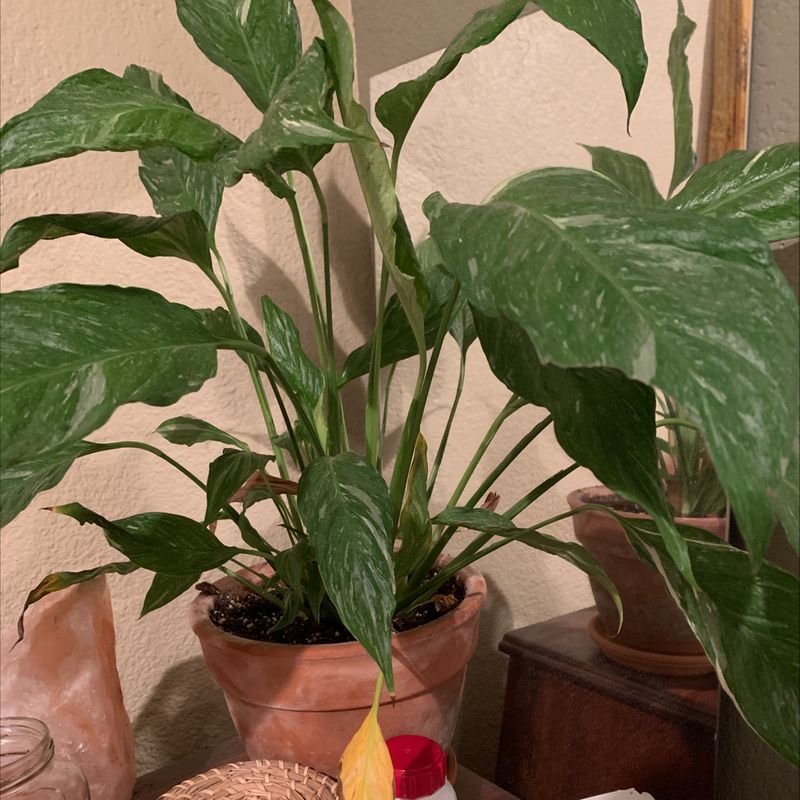 Healthy variegated Dieffenbachia plant with lush green and white leaves, in a terracotta pot with hand pointing at leaf.
