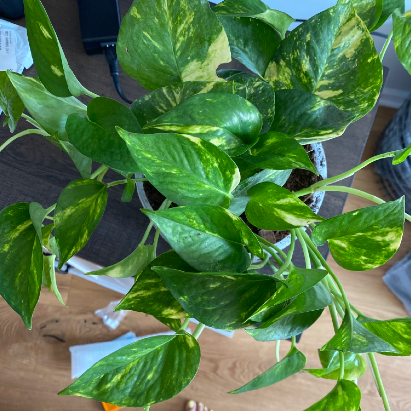 Vibrant and healthy Jade Pothos plant with deep green leaves and yellow variegations, grown in a nursery setting.