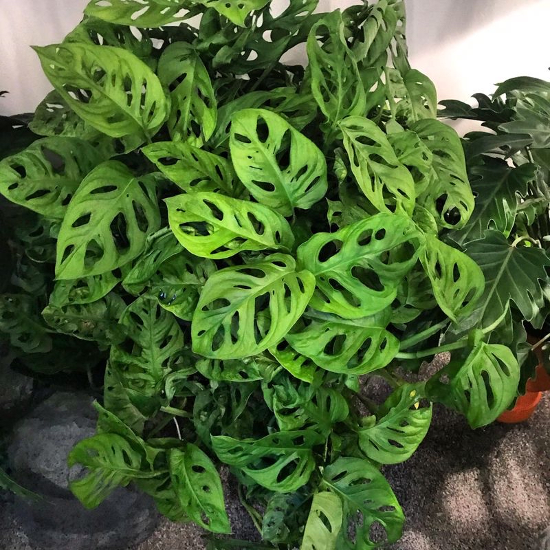 Vibrant Monstera deliciosa plant with large, glossy green leaves featuring characteristic holes and splits. The healthy plant is well-framed in the image.