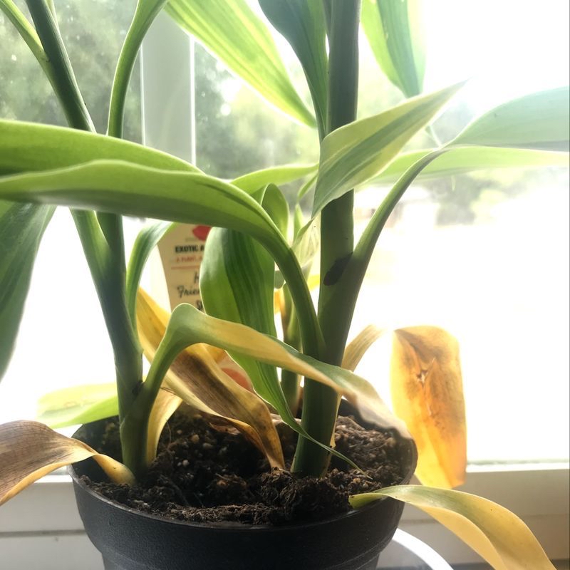 Healthy lucky bamboo plant with twisted green stalks growing in a small black pot with soil visible.