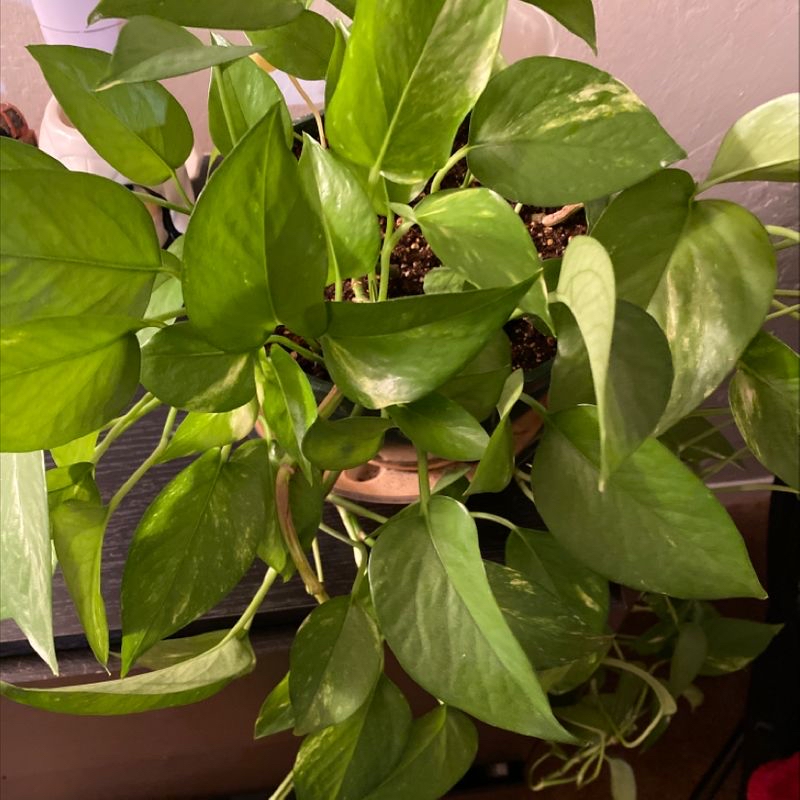 Photo of the plant species Korean Hot Pepper by Willie named Your plant on Greg, the plant care app
