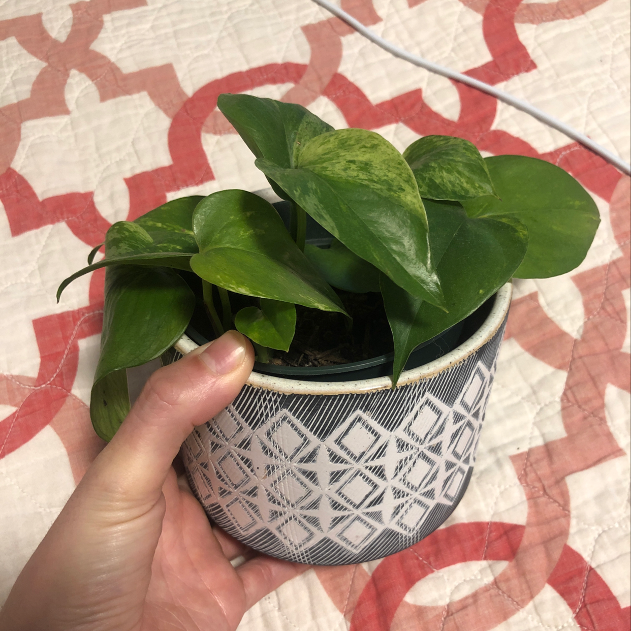 Photo of the plant species Leather Leaf by Heather named Queen pothos on Greg, the plant care app