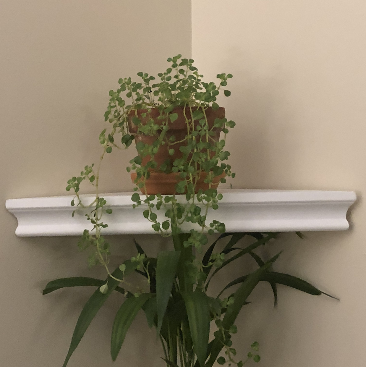 Potted Albanian Spurge on a white shelf with another plant below.