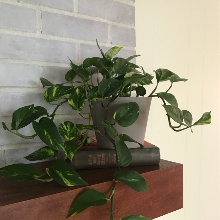 Healthy, mature pothos plant with glossy green heart-shaped leaves growing in a small pot on a wooden surface.