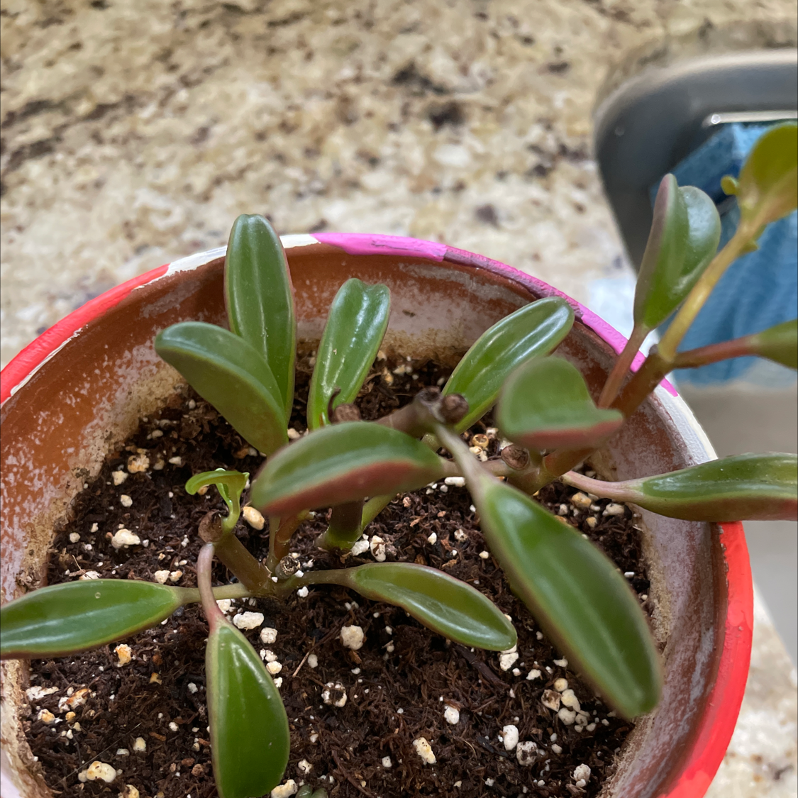 Peperomia graveolens 'Ruby Glow' plant in a pot with visible soil and healthy green leaves.