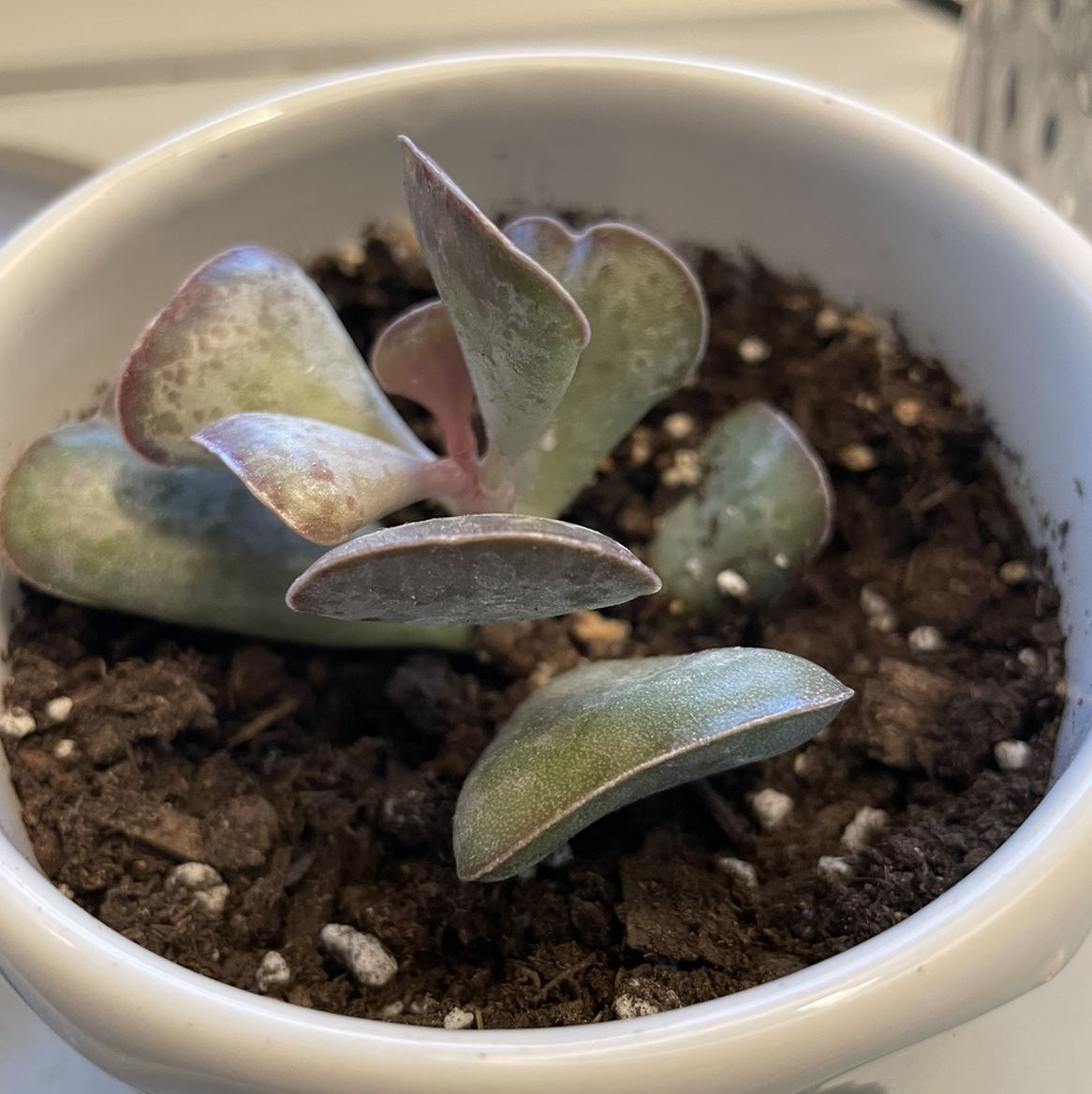 Calico Hearts succulent plant in a white pot with visible soil.