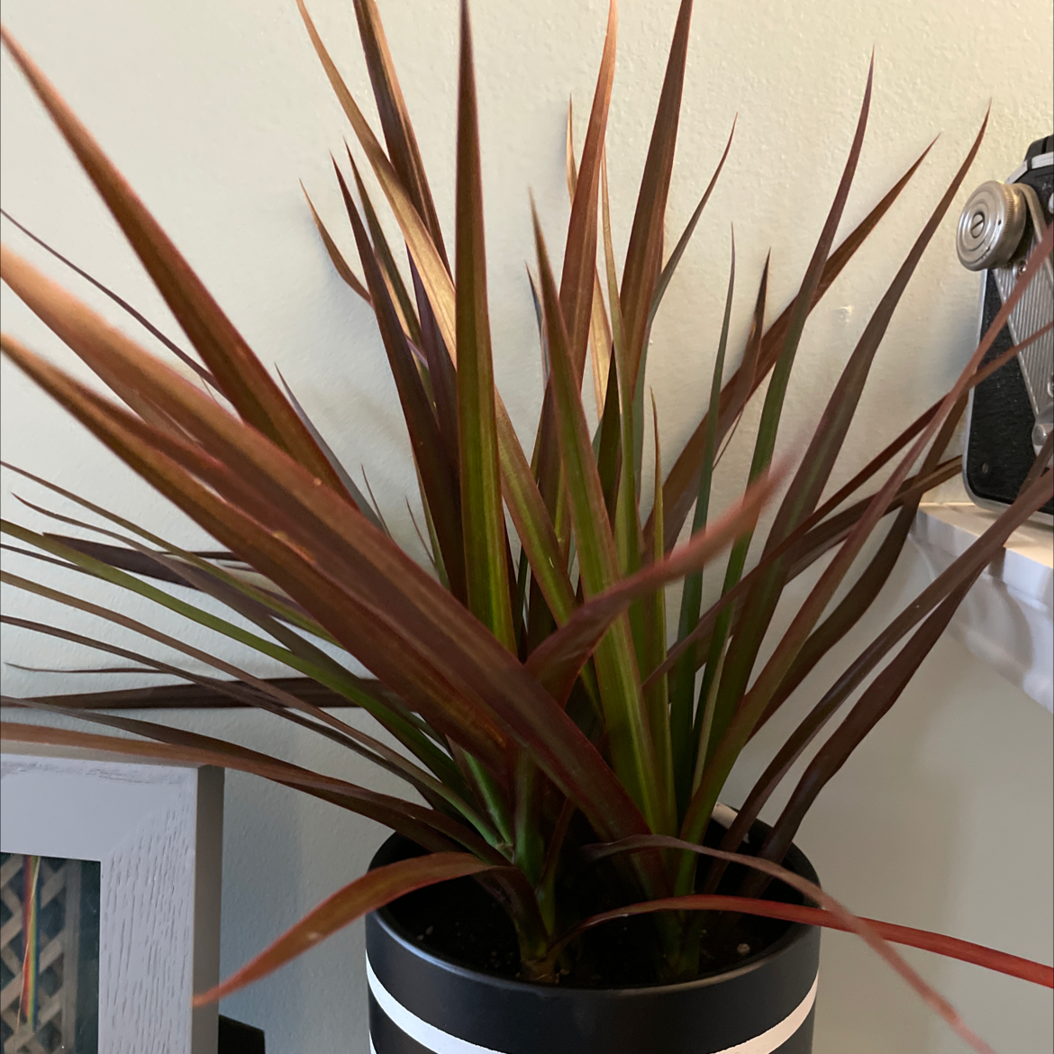 Photo of the plant species Magenta Dragon Tree by @mdulle named Dolores on Greg, the plant care app