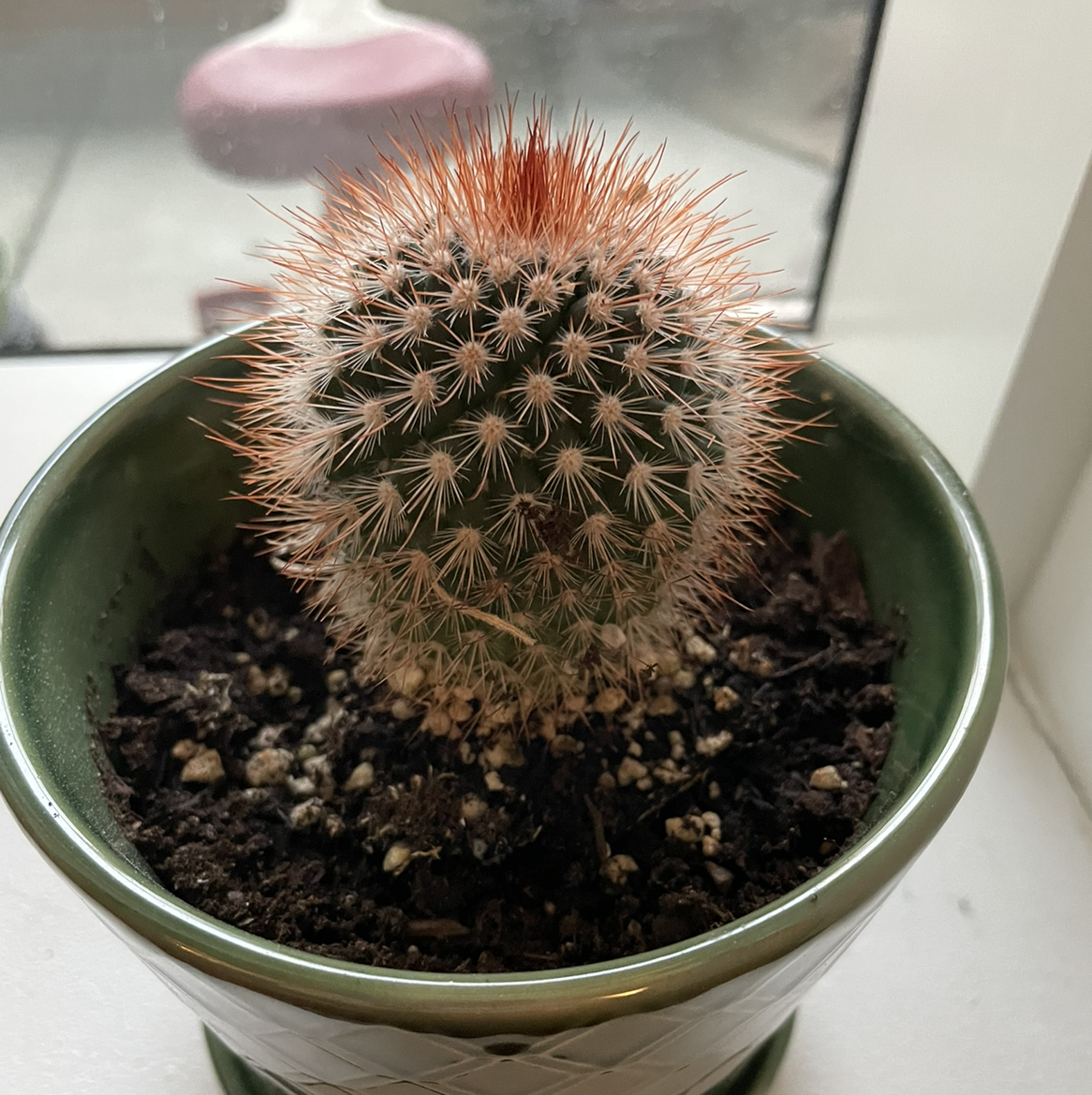 Photo of the plant species Spiny Pincushion Cactus by @mdulle named Irishman on Greg, the plant care app