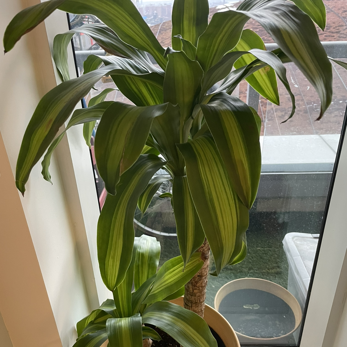 Dracaena Massangeana plant near a window with healthy green leaves.
