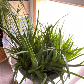 Aloe Vera plant in Spring City, Utah