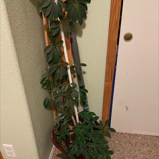 Dwarf Umbrella Tree plant in Spring City, Utah