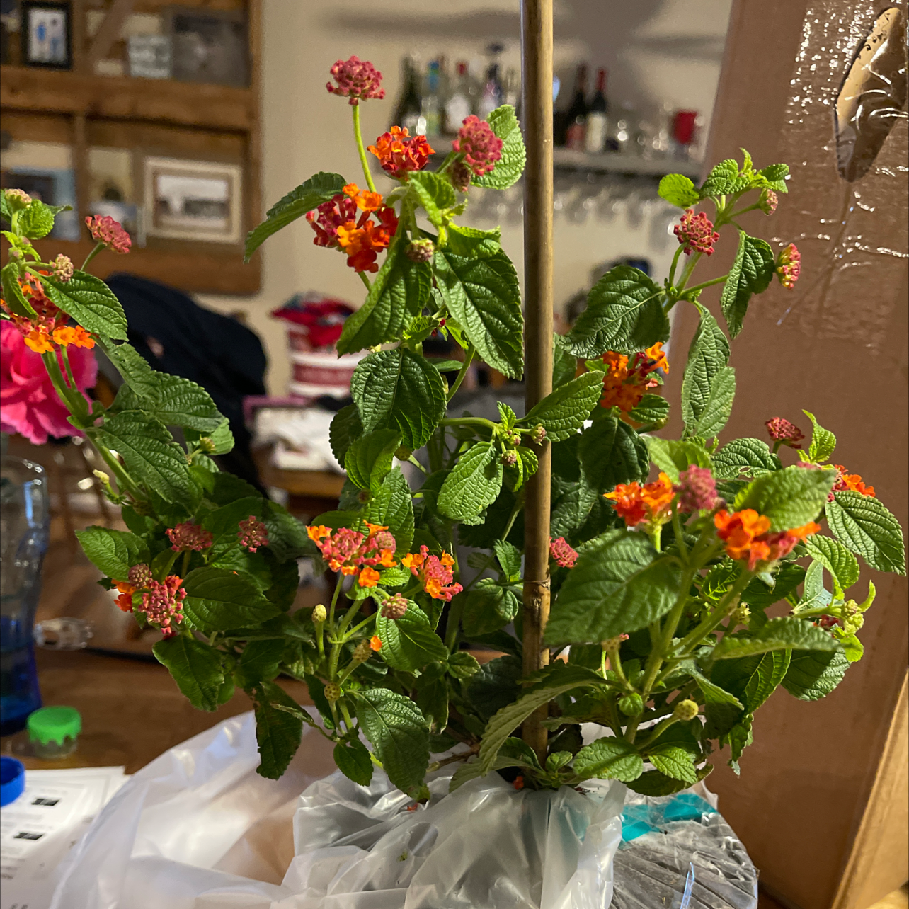 Why Are There Brown Spots on My Lantana Leaves?