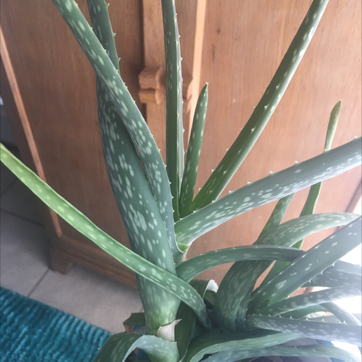 Aloe vera plant photo by @MentorSkypilot named Hercules on Greg, the plant care app.