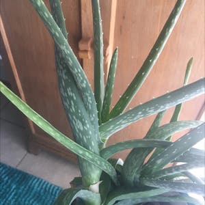 Aloe Vera plant photo by @MentorSkypilot named Hercules on Greg, the plant care app.