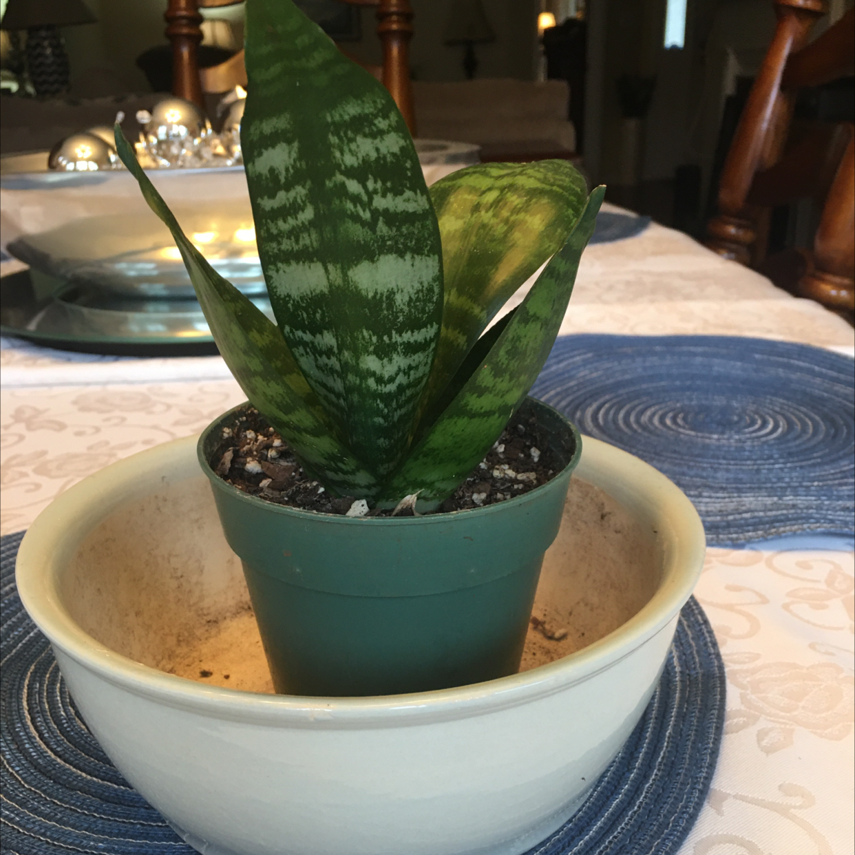 Snake Plant plant photo by @MentorSkypilot named Bella on Greg, the plant care app.