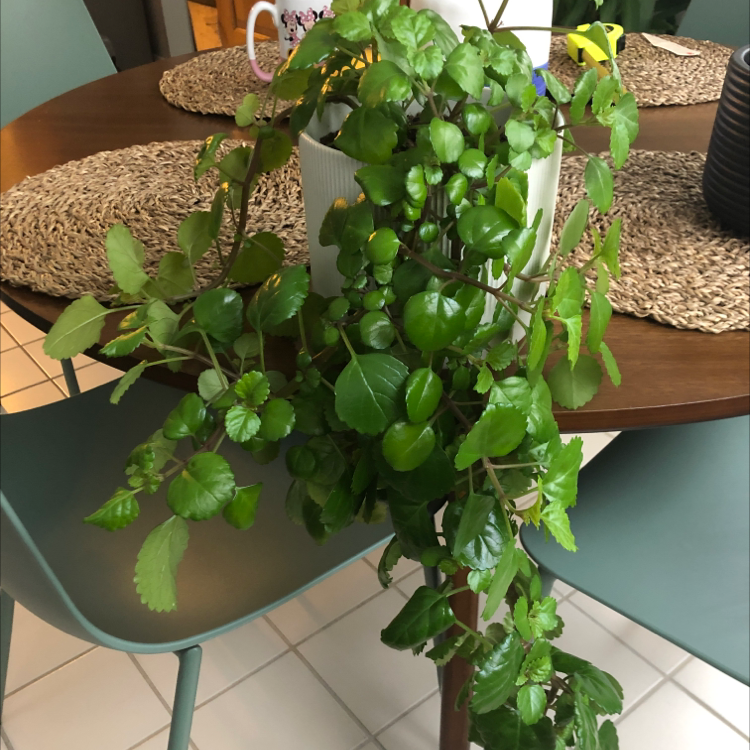 Swedish Ivy plant with vibrant green leaves, well-framed and centered.