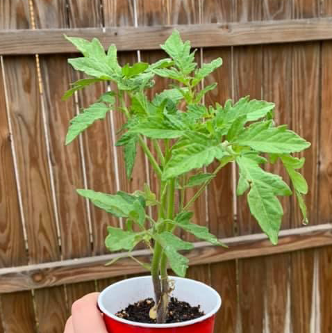 Photo of the plant species Tomato Plant by @Orestees named Lola on Greg, the plant care app