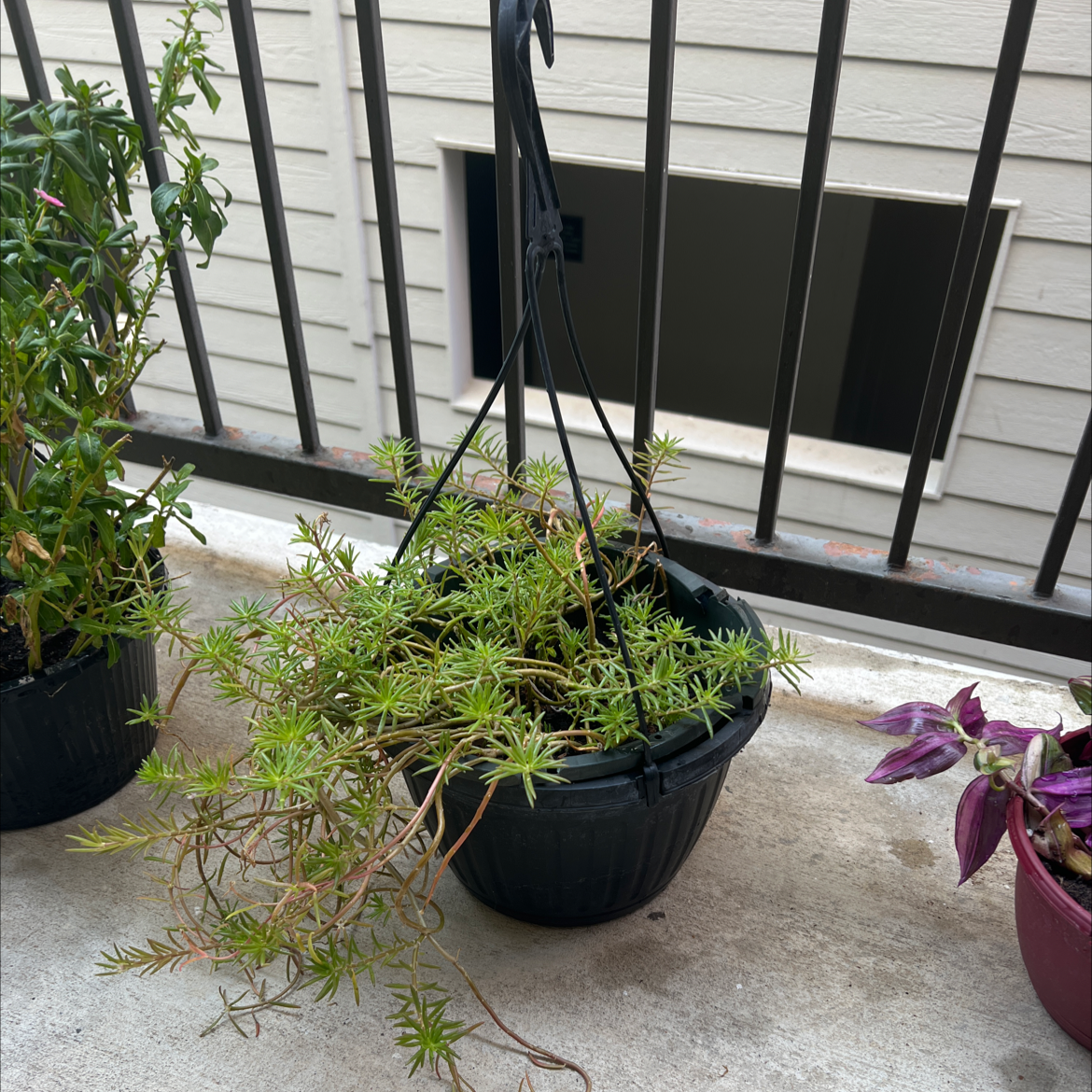 Hanging pot with Moss Phlox plant, needle-like leaves, healthy condition.
