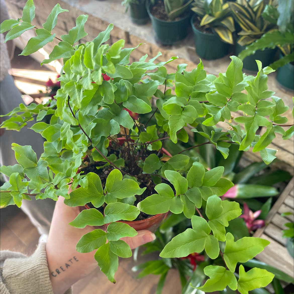 Photo of the plant species Cyrtomium falcatum by Halle named Harper on Greg, the plant care app