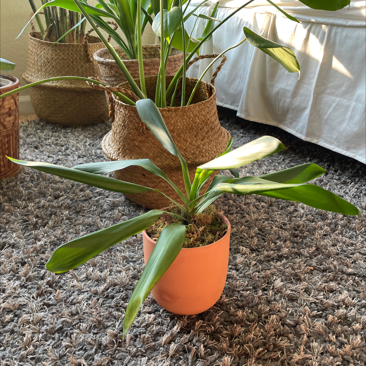Potted Bush Lily with long green leaves, placed on a carpeted floor indoors.
