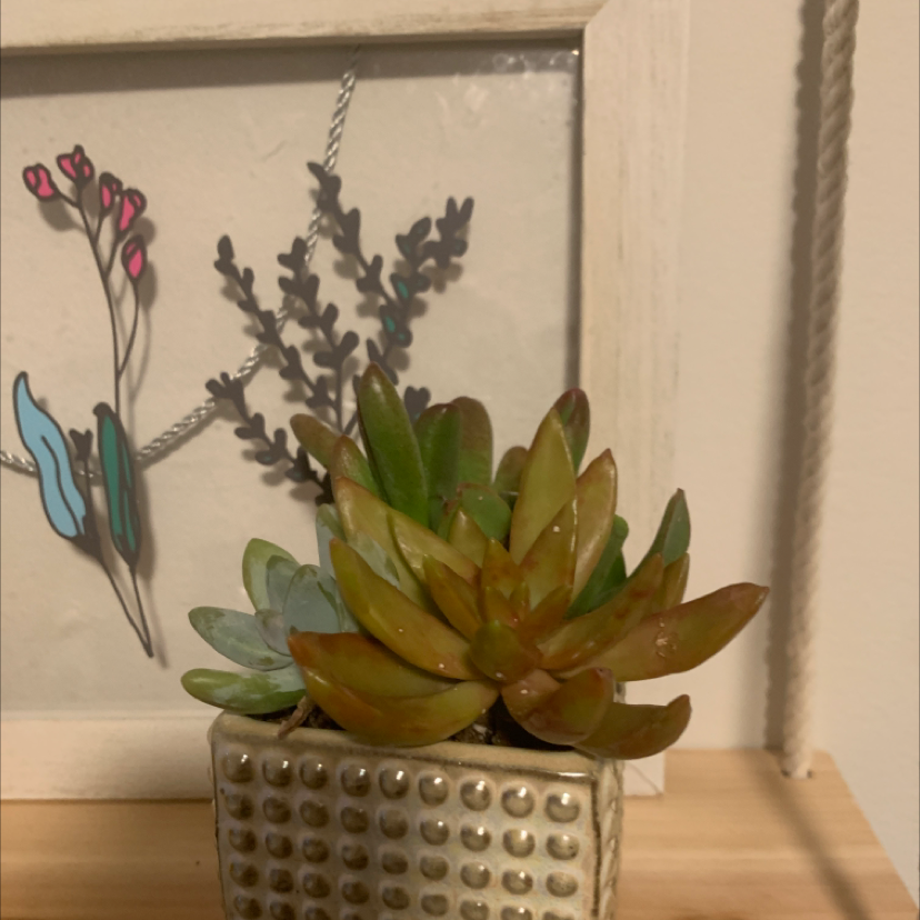 Succulent plant in a small pot with some yellowing and browning leaves, framed picture in the background.