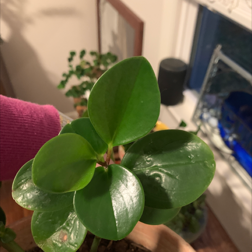 Teardrop Peperomia plant with healthy green leaves, held by a hand.