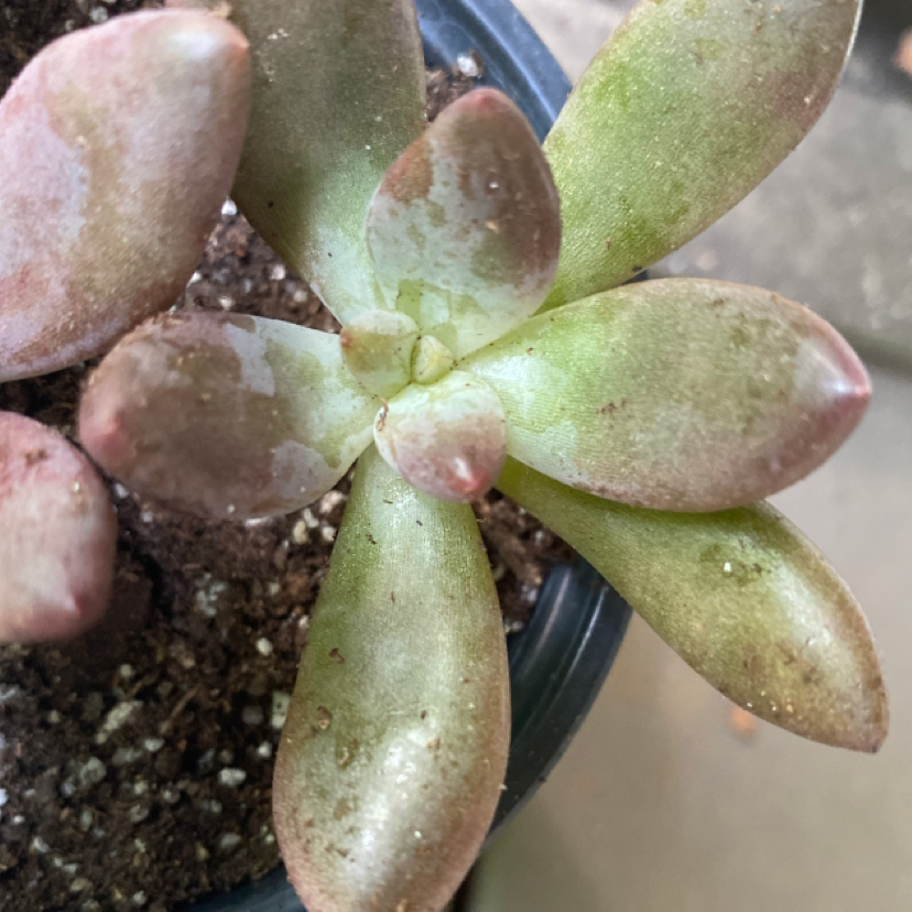Lavender Pebbles succulent plant in a pot with visible soil and some leaf discoloration.