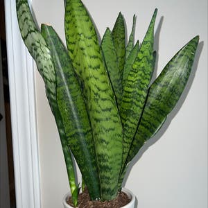 Snake Plant plant photo by Messyjessi named Your plant on Greg, the plant care app.