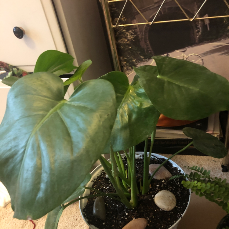 Monstera plant photo by @Snazzyemo named Cleopatra on Greg, the plant care app.