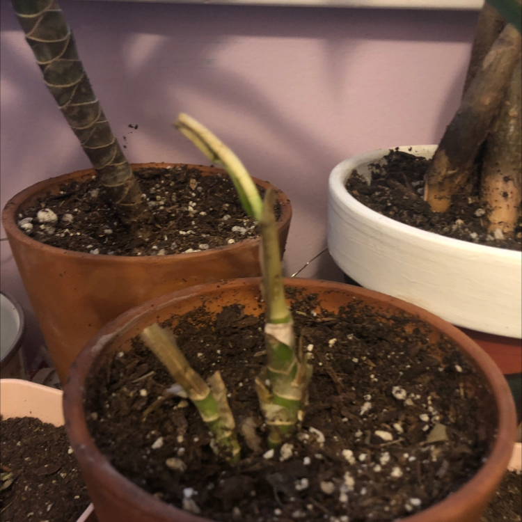Dieffenbachia plant photo by @Snazzyemo named Sad on Greg, the plant care app.