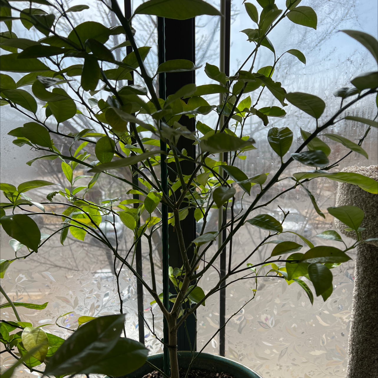 Potted Calamondin plant near a window with healthy green leaves.