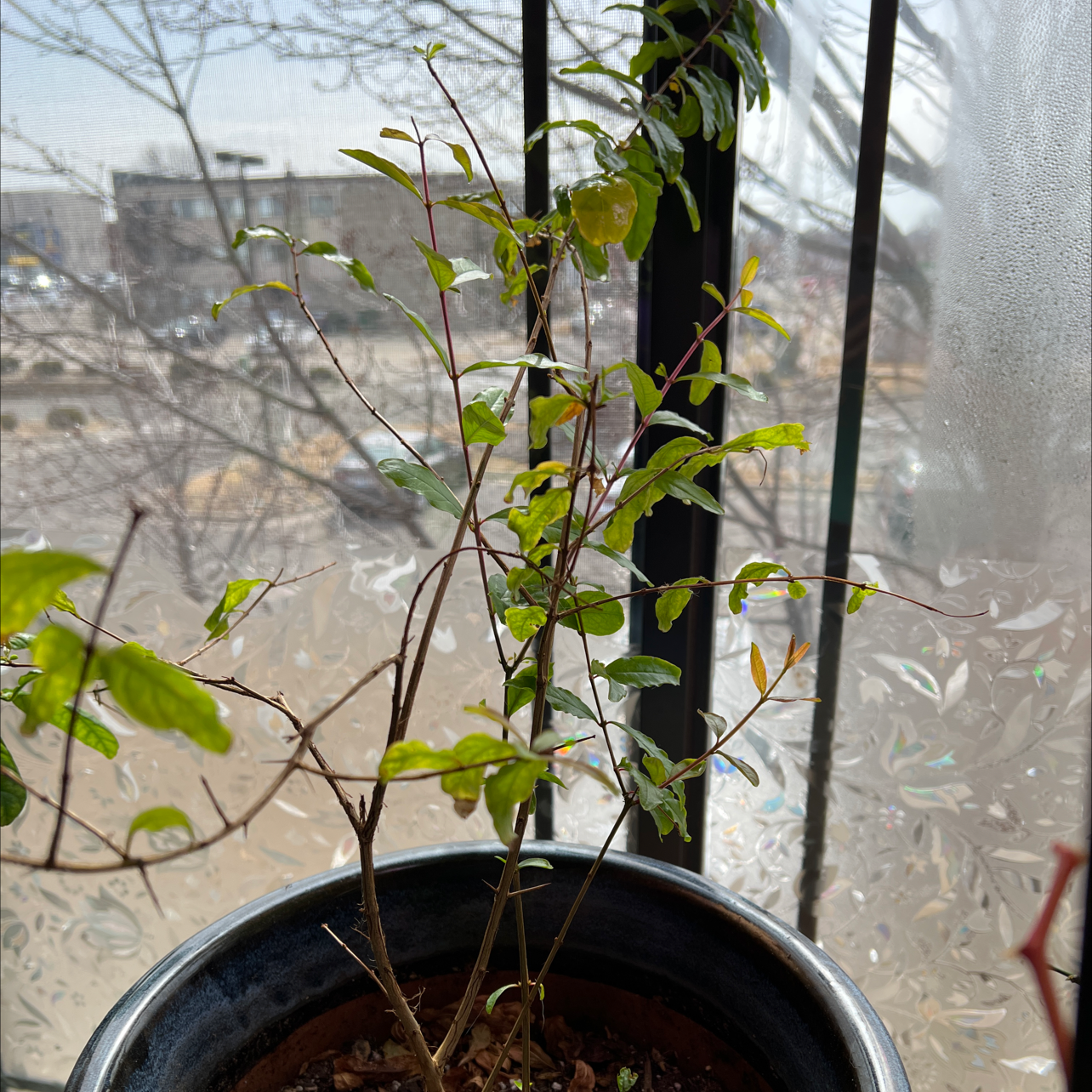 Photo of the plant species Pomegranate 'Legrelleae' by @PiousCordmoss named Pomegranate on Greg, the plant care app