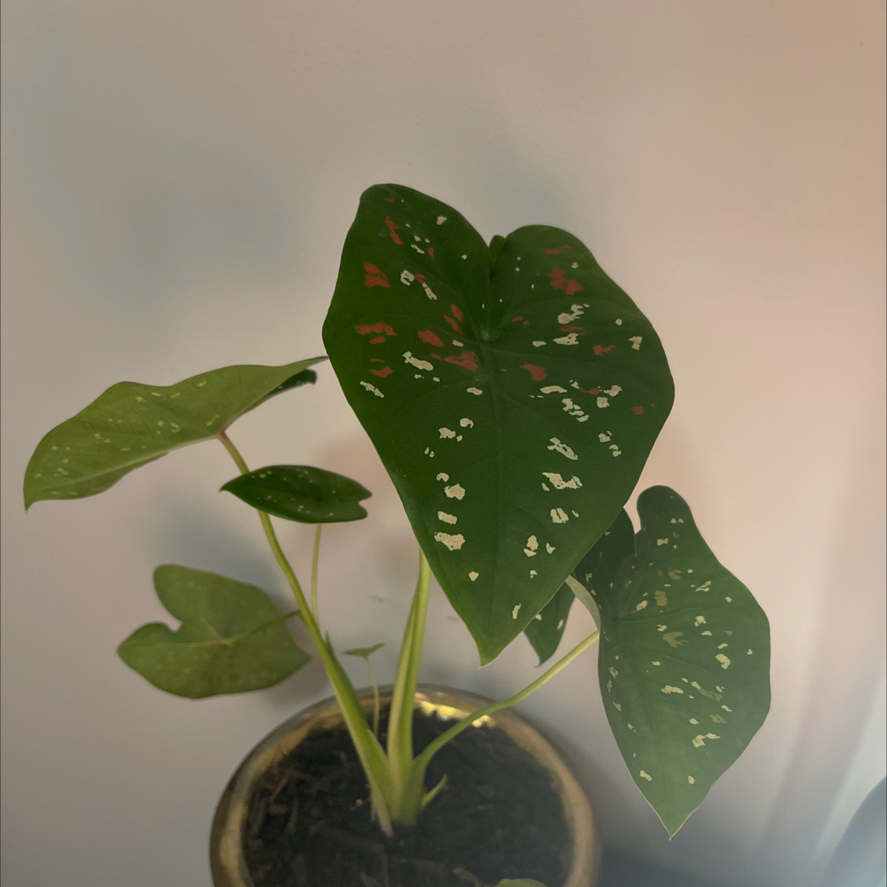 Photo of the plant species Caladium bicolor 'Freckles' by Sinea named Calladium freckles on Greg, the plant care app