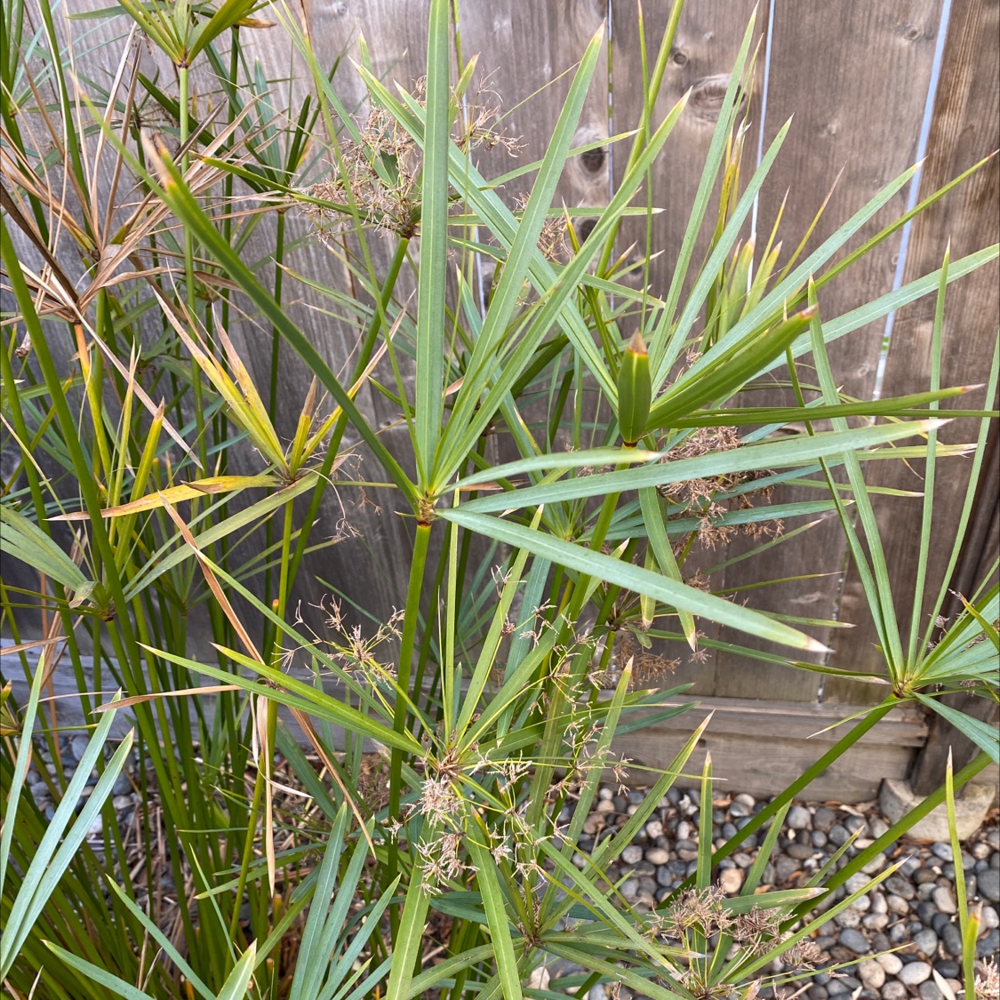 Umbrella Papyrus plant with some browning leaves, visible soil and pebbles.