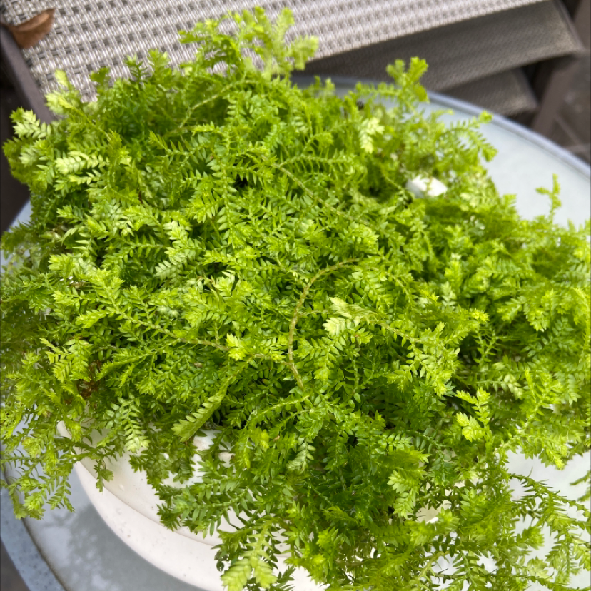 Healthy, bright green club moss plant growing in a white pot, with delicate scale-like leaves densely covering thin stems.