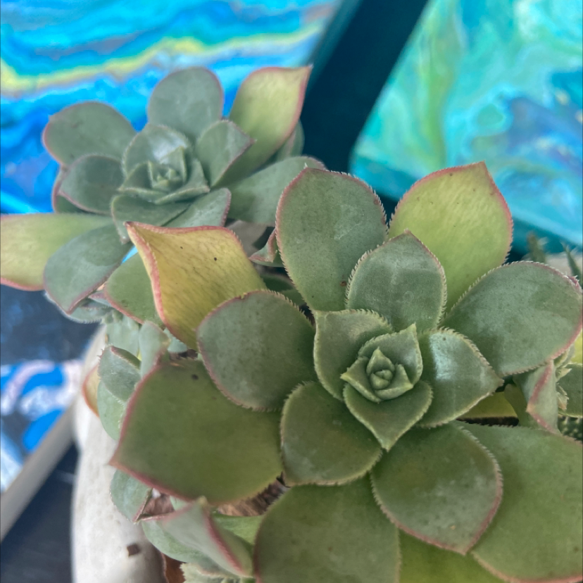 Haworth's Aeonium succulent with rosette-shaped leaves, slight yellowing and browning at tips.
