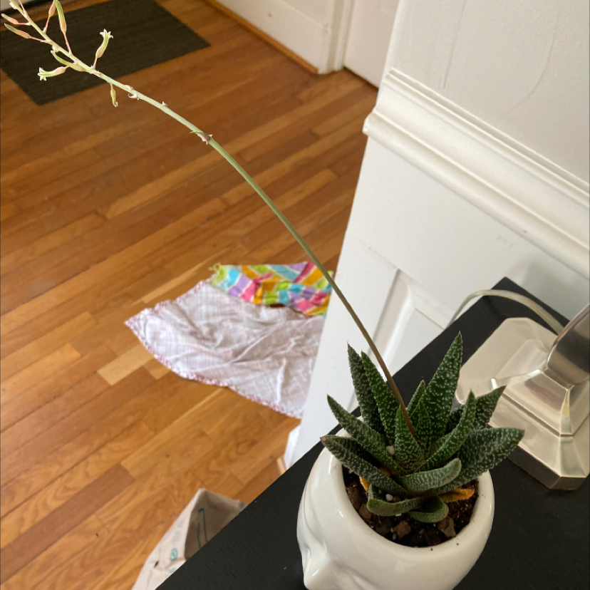 Bredasdorp Gasteria plant in a white pot, flowering with a long stem.