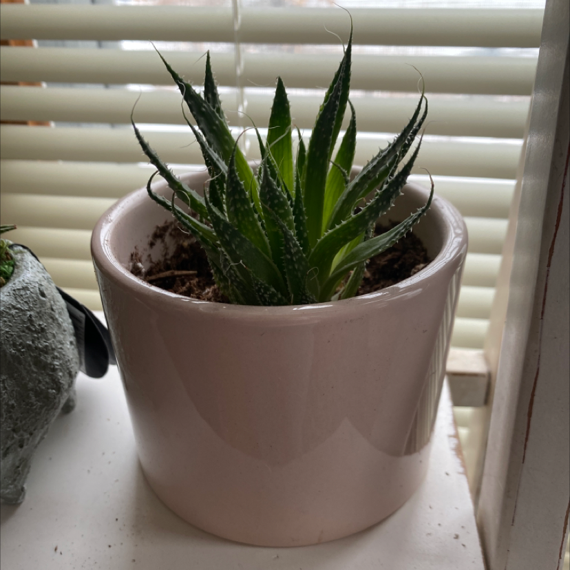Potted Hedgehog Aloe plant with vibrant green leaves in a pink pot.