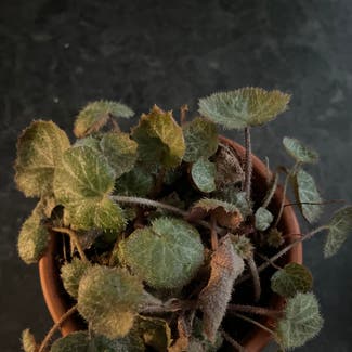 Strawberry Begonia plant in Guelph, Ontario