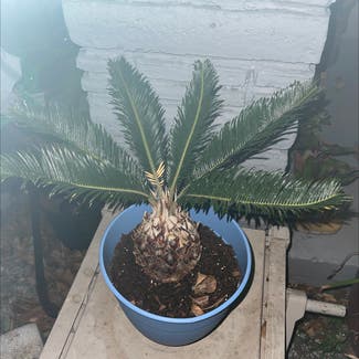 Sago Palm plant in Virginia Gardens, Florida