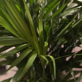 Parlour Palm plant in Virginia Gardens, Florida