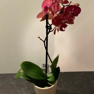 Phalaenopsis Orchid plant in Virginia Gardens, Florida