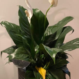 Peace Lily plant in Virginia Gardens, Florida